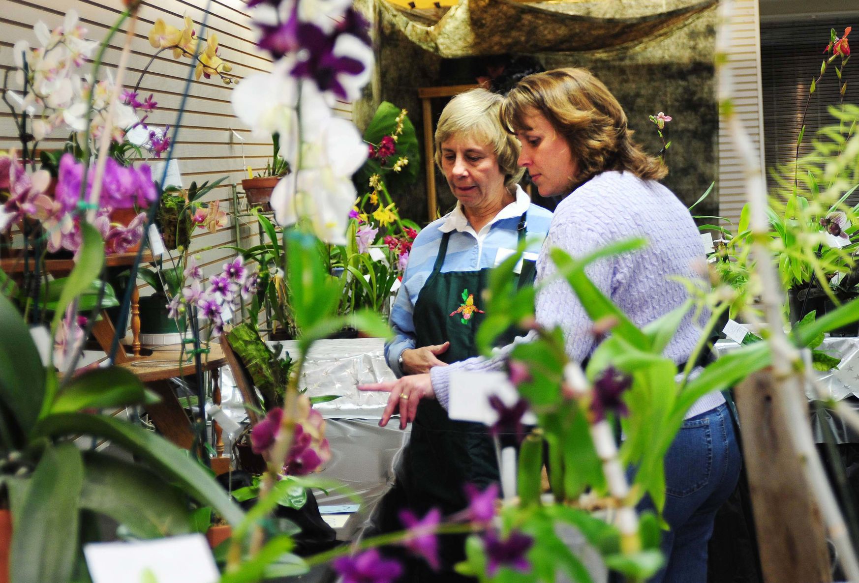 Orchid show